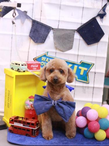 20230409チョコちゃん